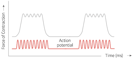 Sue West RN - kegel throne 3